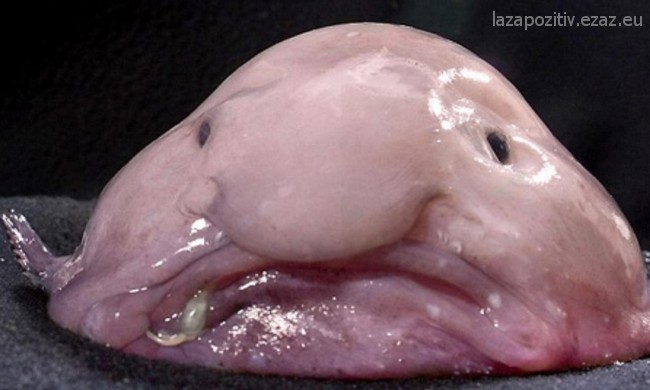 Az angolul blobfish-ként ismert Psychrolutes marcidus valószínűleg a legcsúnyább hal